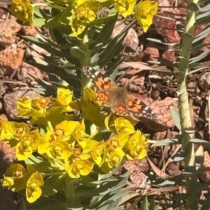 Meet your Posher, Sami